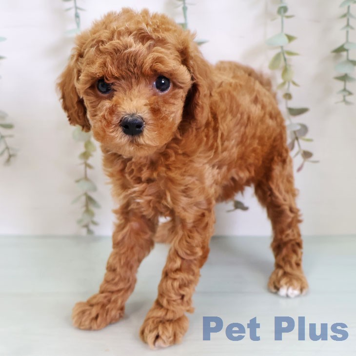 福岡県のトイプードル(トイ) (ペットプラス MARK IS 福岡ももち店/2026年2月18日生まれ/女の子/レッド)の子犬の2枚目の画像