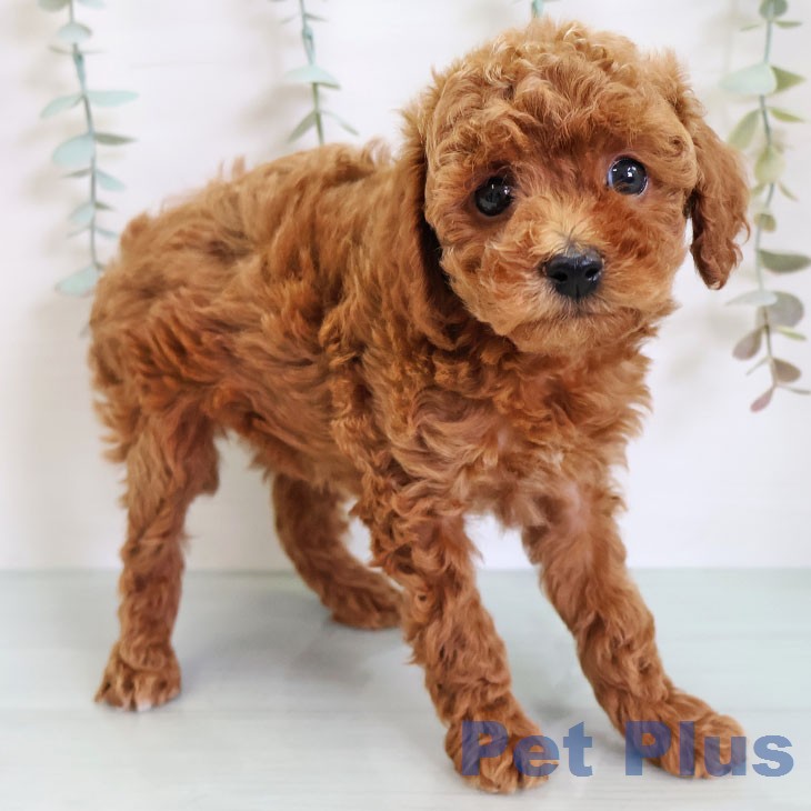 沖縄県のトイプードル(トイ) (ペットプラス 沖縄ライカム店/2026年2月18日生まれ/女の子/レッド)の子犬の1枚目の画像