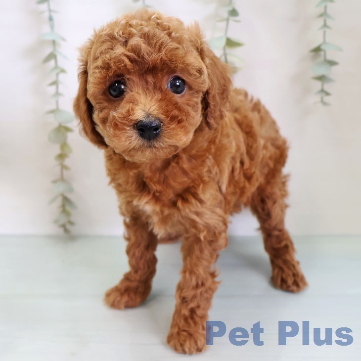 沖縄県のトイプードル(トイ) (ペットプラス 沖縄ライカム店/2026年2月18日生まれ/女の子/レッド)の子犬の2枚目の画像