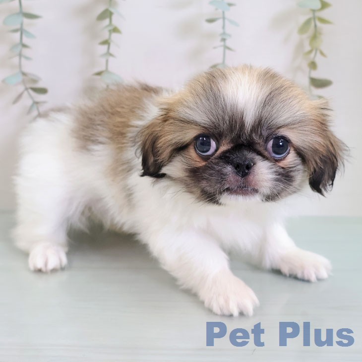 ペキニーズの写真2