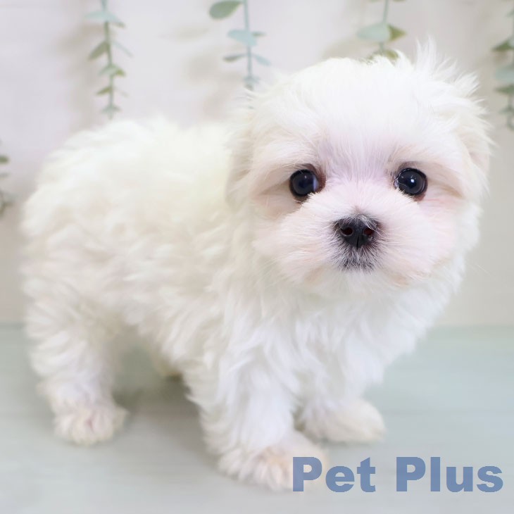 福岡県のマルチーズ (ペットプラス 福岡店/2026年2月17日生まれ/男の子/ホワイト)の子犬の1枚目の画像