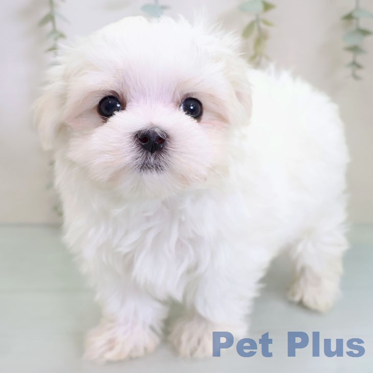 福岡県のマルチーズ (ペットプラス 福岡店/2026年2月17日生まれ/男の子/ホワイト)の子犬の2枚目の画像