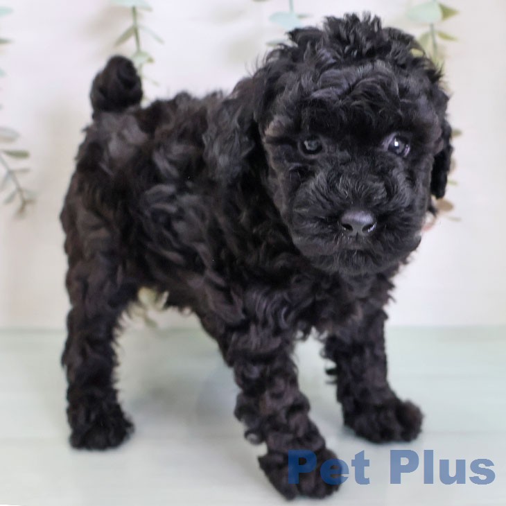 埼玉県のトイプードル(トイ) (ペットプラス コクーンシティ店/2026年2月18日生まれ/男の子/ブラック)の子犬の1枚目の画像