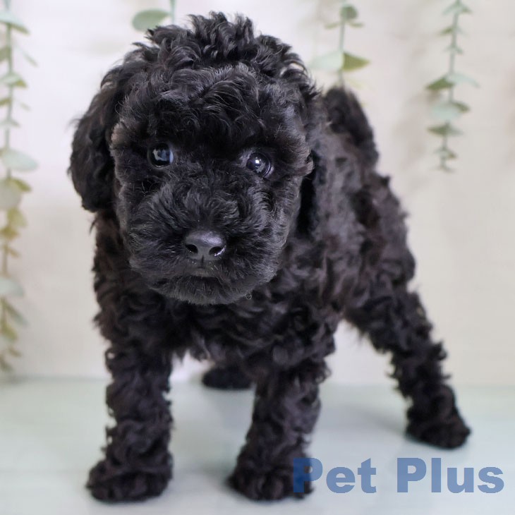 埼玉県のトイプードル(トイ) (ペットプラス コクーンシティ店/2026年2月18日生まれ/男の子/ブラック)の子犬の2枚目の画像