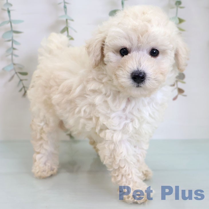 トイ・プードル