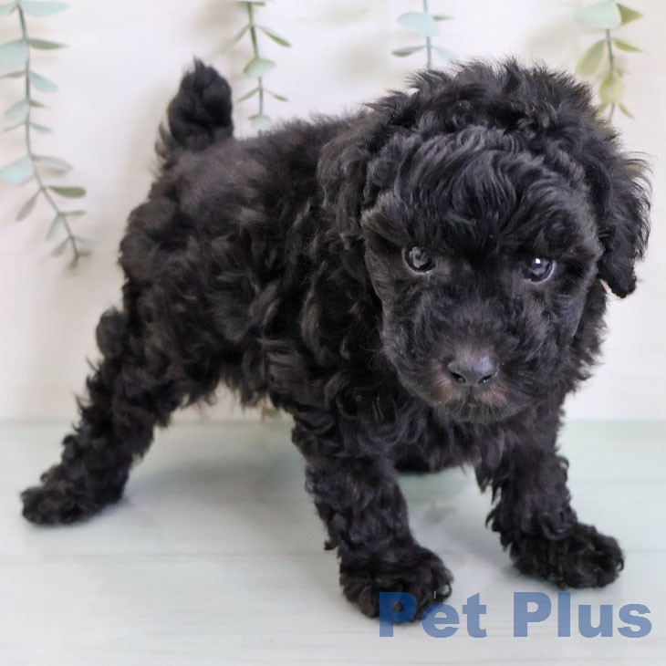 トイ・プードルの写真2