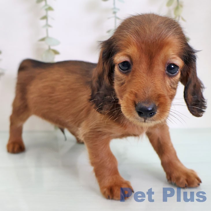 東京都のカニンヘンダックスフンド(ロング) (ペットプラス 大井町トラックス店/2026年2月19日生まれ/男の子/レッド)の子犬の1枚目の画像
