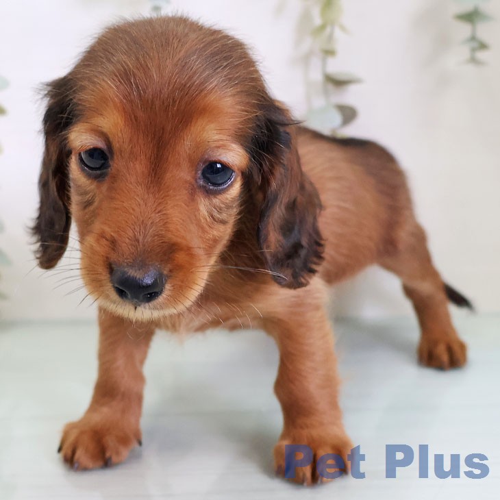 東京都のカニンヘンダックスフンド(ロング) (ペットプラス 大井町トラックス店/2026年2月19日生まれ/男の子/レッド)の子犬の2枚目の画像