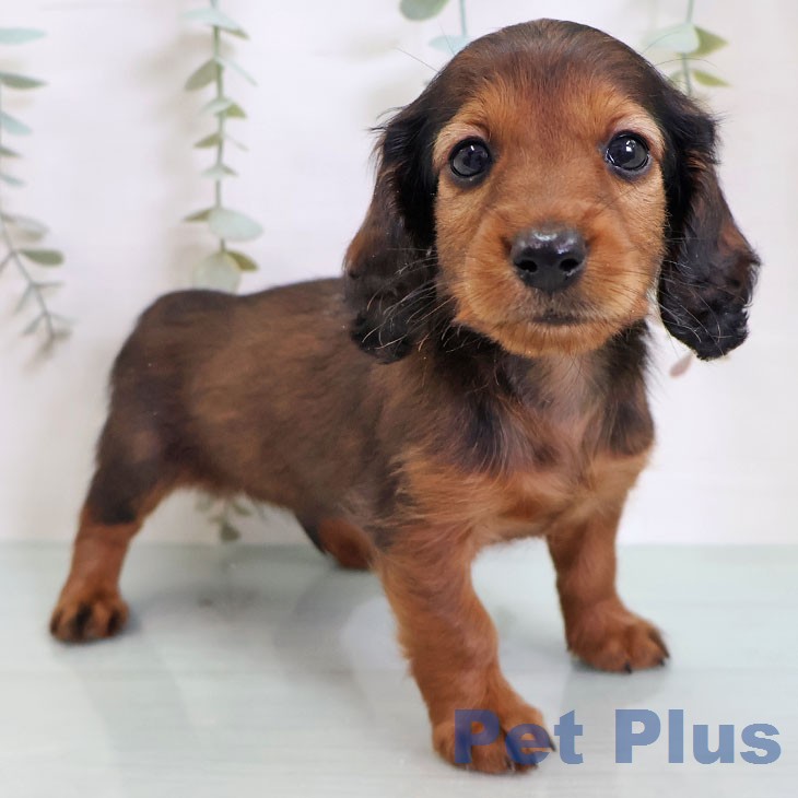 福岡県のカニンヘンダックスフンド(ロング) (ペットプラス 八幡東店/2026年2月19日生まれ/男の子/マホガニーレッド)の子犬の1枚目の画像