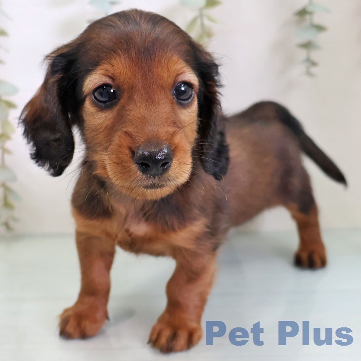 福岡県のカニンヘンダックスフンド(ロング) (ペットプラス 八幡東店/2026年2月19日生まれ/男の子/マホガニーレッド)の子犬の2枚目の画像