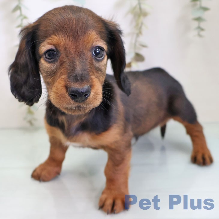 埼玉県のカニンヘンダックスフンド(ロング) (ペッツワン 吉川美南店/2026年2月19日生まれ/男の子/マホガニーレッド)の子犬の1枚目の画像