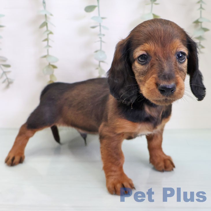 埼玉県のカニンヘンダックスフンド(ロング) (ペッツワン 吉川美南店/2026年2月19日生まれ/男の子/マホガニーレッド)の子犬の2枚目の画像