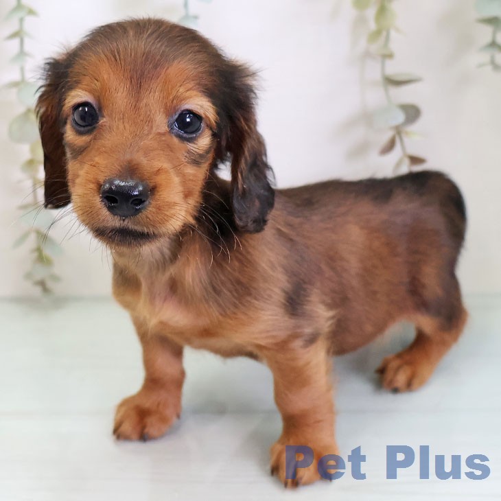 千葉県のカニンヘンダックスフンド(ロング) (ペットプラス 幕張新都心店/2026年2月19日生まれ/女の子/レッド)の子犬の1枚目の画像