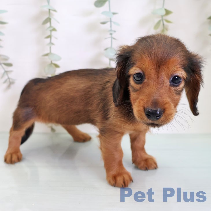 千葉県のカニンヘンダックスフンド(ロング) (ペットプラス 幕張新都心店/2026年2月19日生まれ/女の子/レッド)の子犬の2枚目の画像