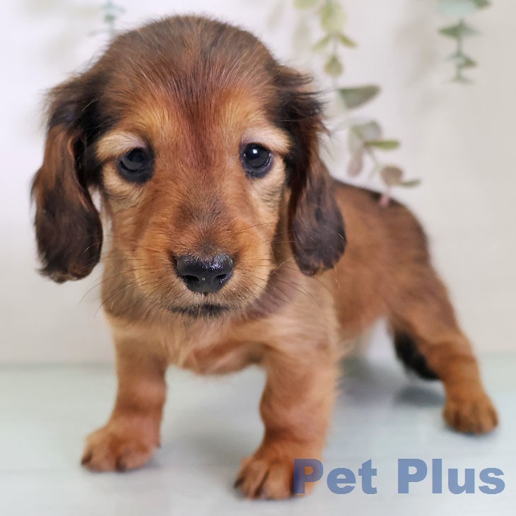 カニーンヘン・ダックスフンド