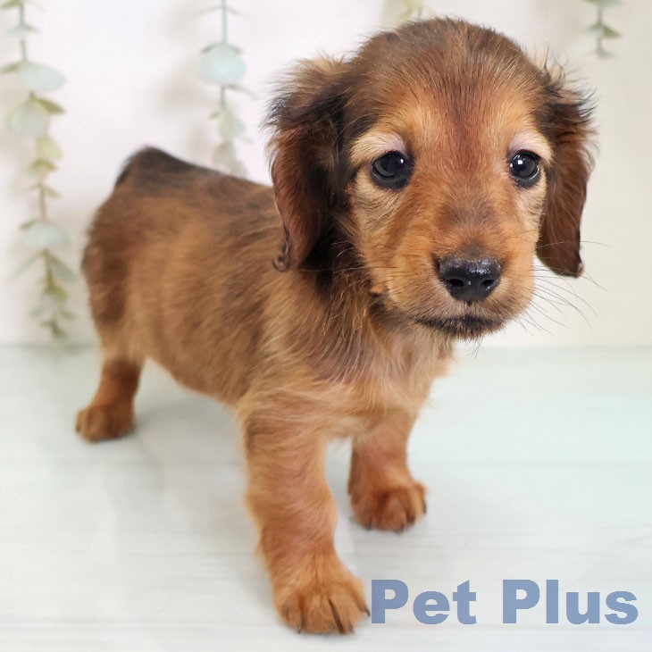 カニーンヘン・ダックスフンドの写真2