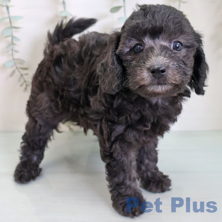 トイ・プードル