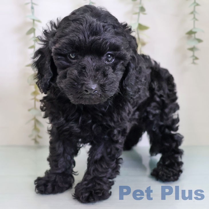 埼玉県のトイプードル(トイ) (ペットプラス 羽生店/2026年2月19日生まれ/女の子/ブラック)の子犬の1枚目の画像