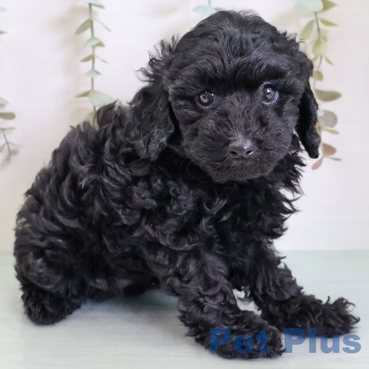 埼玉県のトイプードル(トイ) (ペットプラス 羽生店/2026年2月19日生まれ/女の子/ブラック)の子犬の2枚目の画像