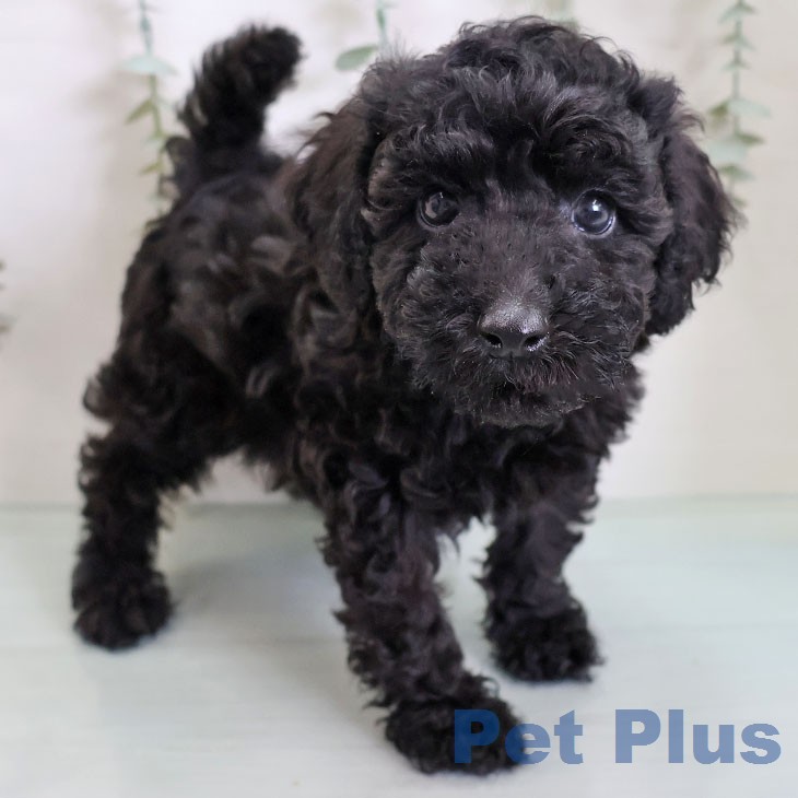 トイ・プードル