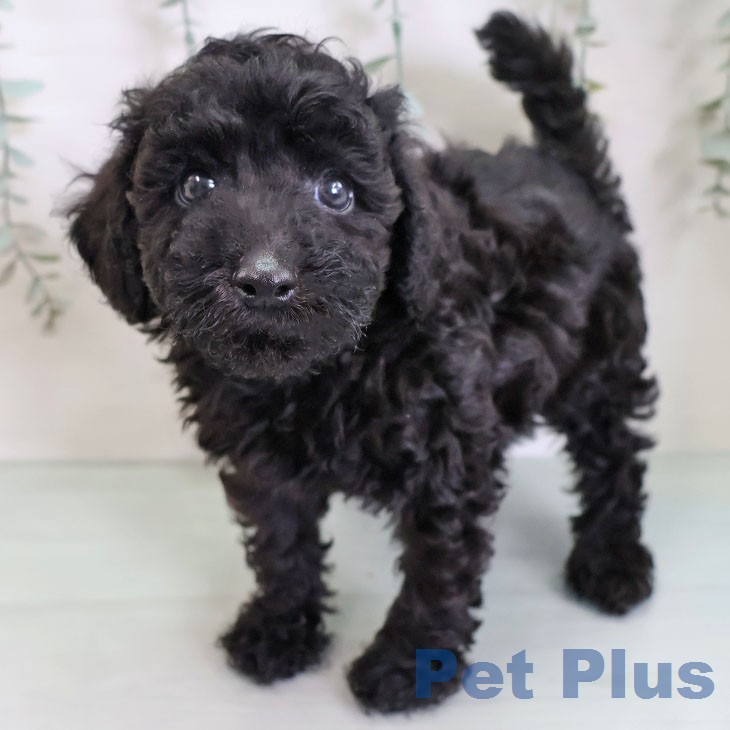 トイ・プードルの写真2