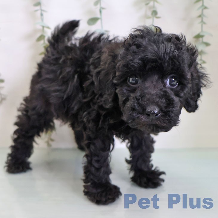 福岡県のトイプードル(トイ) (ペットプラス MARK IS 福岡ももち店/2026年2月18日生まれ/男の子/ブラック)の子犬の1枚目の画像