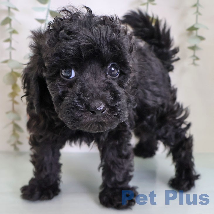 福岡県のトイプードル(トイ) (ペットプラス MARK IS 福岡ももち店/2026年2月18日生まれ/男の子/ブラック)の子犬の2枚目の画像