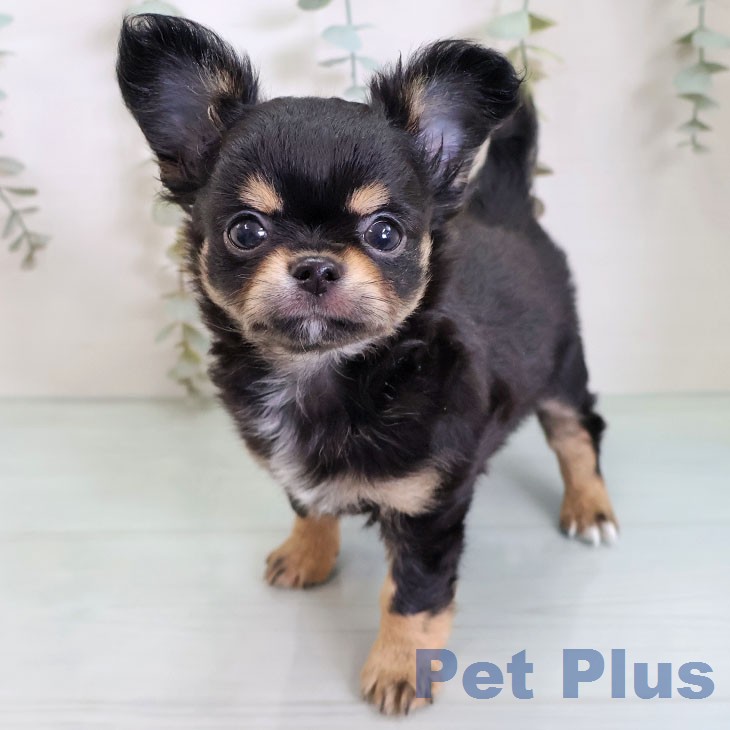千葉県のチワワ(ロング) (ペッツワン 千葉ニュータウン店/2026年2月18日生まれ/男の子/ブラックタンホワイト)の子犬の1枚目の画像