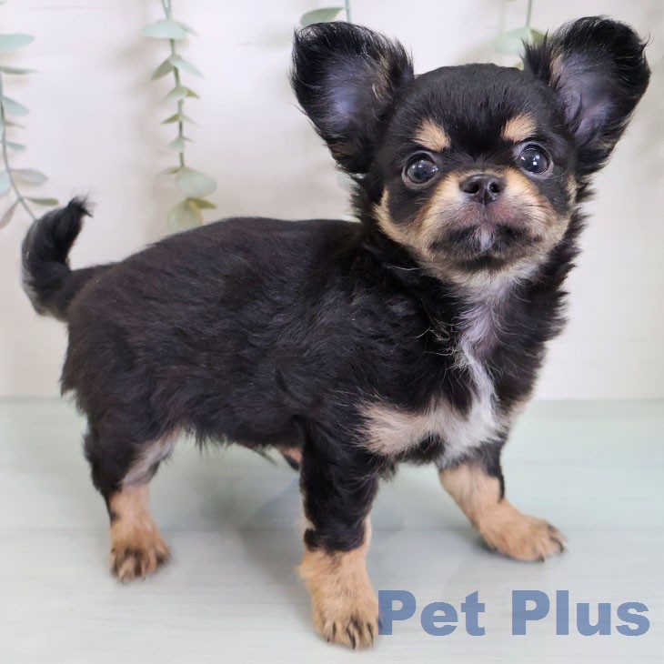 千葉県のチワワ(ロング) (ペッツワン 千葉ニュータウン店/2026年2月18日生まれ/男の子/ブラックタンホワイト)の子犬の2枚目の画像