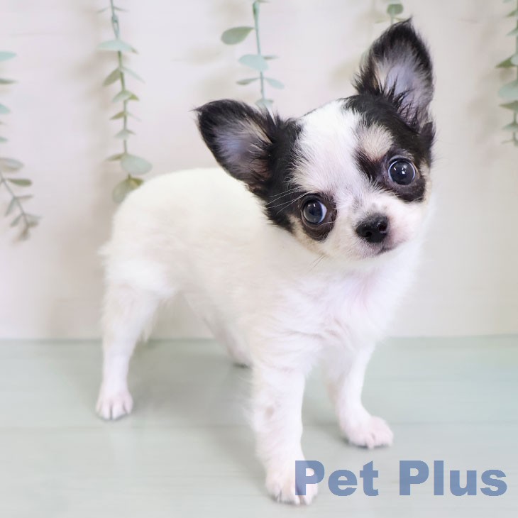 埼玉県のチワワ(ロング) (ペットプラス ららぽーと新三郷店/2026年2月14日生まれ/女の子/ホワイトブラックタン)の子犬の1枚目の画像
