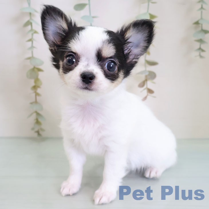 埼玉県のチワワ(ロング) (ペットプラス ららぽーと新三郷店/2026年2月14日生まれ/女の子/ホワイトブラックタン)の子犬の2枚目の画像
