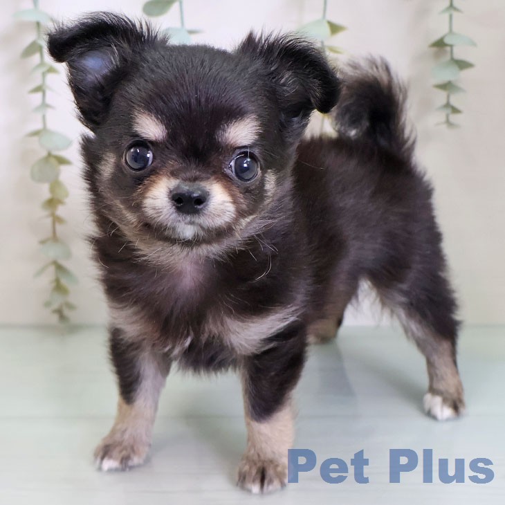 埼玉県のチワワ(ロング) (ペットプラス 与野店/2026年2月11日生まれ/男の子/ブラックタンホワイト)の子犬の1枚目の画像