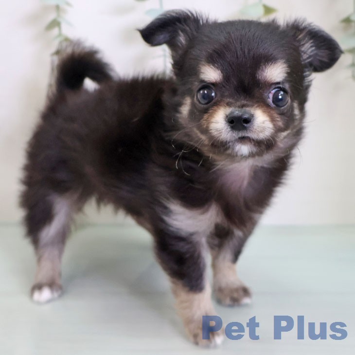 埼玉県のチワワ(ロング) (ペットプラス 与野店/2026年2月11日生まれ/男の子/ブラックタンホワイト)の子犬の2枚目の画像