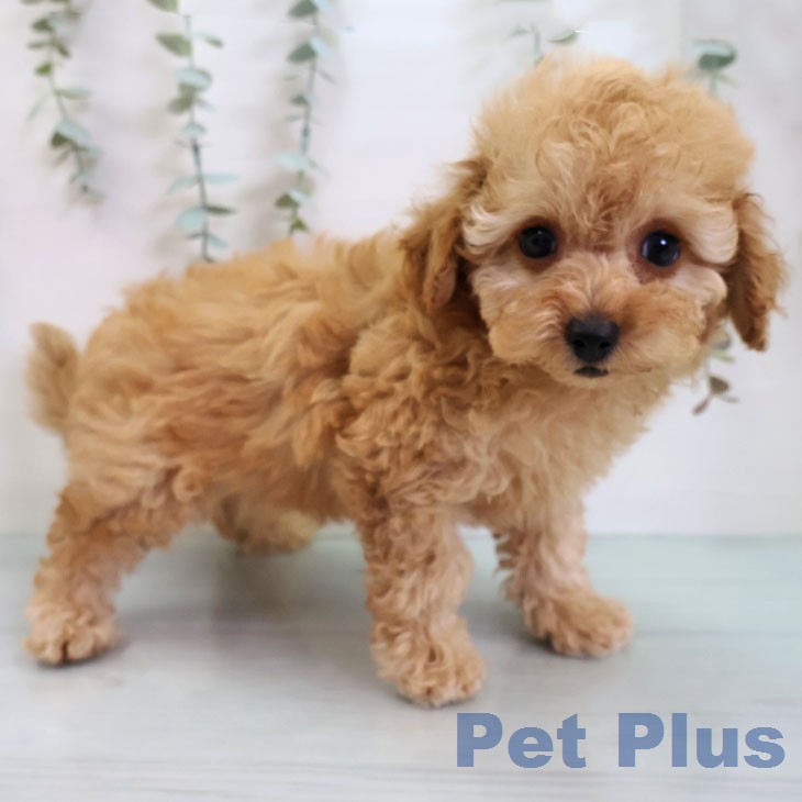 茨城県のトイプードル(トイ) (ペッツワン 阿見店/2026年2月17日生まれ/男の子/アプリコット)の子犬の1枚目の画像