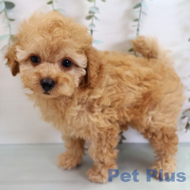 茨城県のトイプードル(トイ) (ペッツワン 阿見店/2026年2月17日生まれ/男の子/アプリコット)の子犬の2枚目の画像