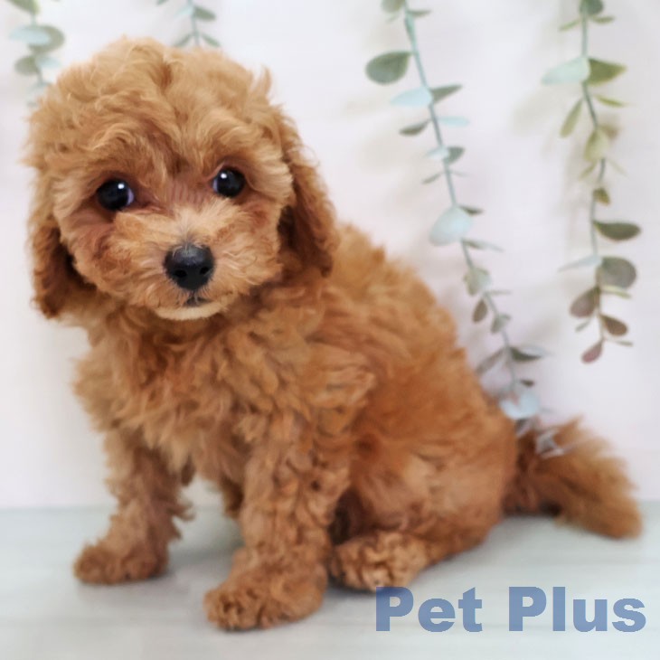 神奈川県のトイプードル(トイ) (ペットプラス 相模原並木店/2026年2月17日生まれ/男の子/アプリコット)の子犬の1枚目の画像