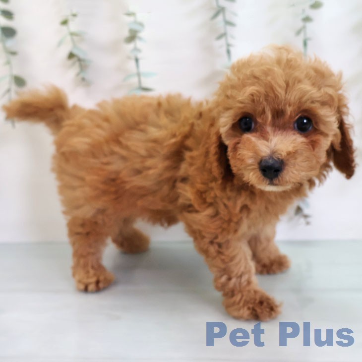 神奈川県のトイプードル(トイ) (ペットプラス 相模原並木店/2026年2月17日生まれ/男の子/アプリコット)の子犬の2枚目の画像