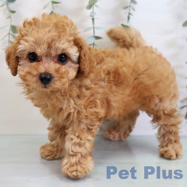 福岡県のトイプードル(トイ) (ペットプラス ららぽーと福岡店/2026年2月17日生まれ/男の子/アプリコット)の子犬の1枚目の画像