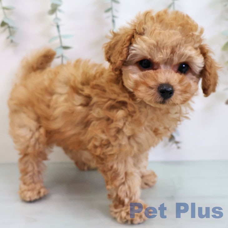 福岡県のトイプードル(トイ) (ペットプラス ららぽーと福岡店/2026年2月17日生まれ/男の子/アプリコット)の子犬の2枚目の画像