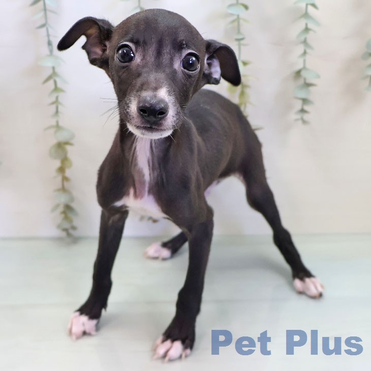 東京都のイタリアングレーハウンド (ペットプラス むさし村山店/2026年2月19日生まれ/男の子/シールホワイト)の子犬の1枚目の画像