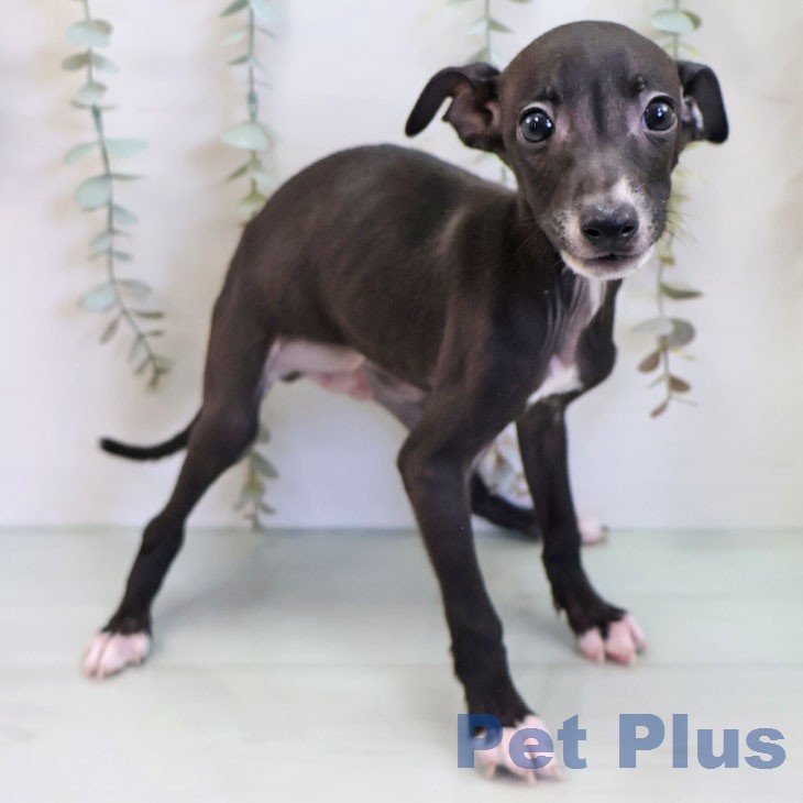 東京都のイタリアングレーハウンド (ペットプラス むさし村山店/2026年2月19日生まれ/男の子/シールホワイト)の子犬の2枚目の画像