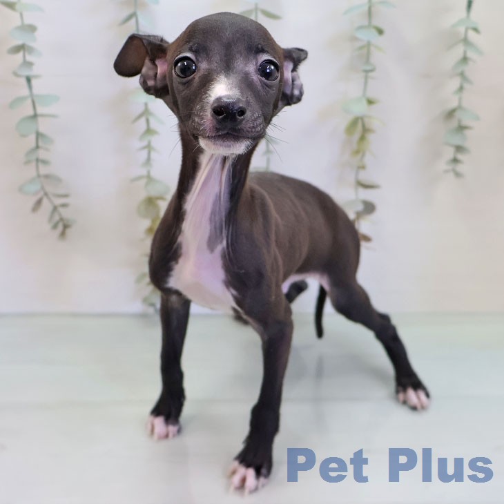 千葉県のイタリアングレーハウンド (ペットプラス 幕張新都心店/2026年2月19日生まれ/男の子/シールホワイト)の子犬の1枚目の画像