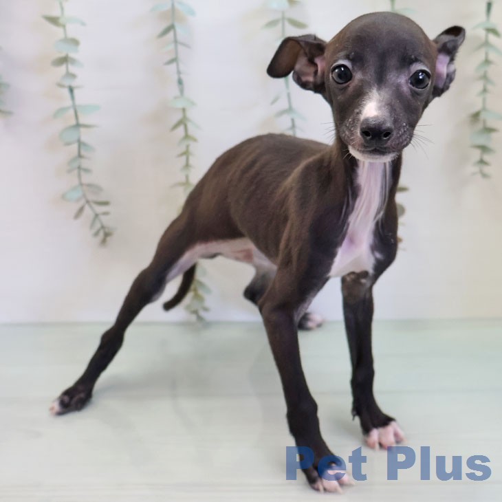 千葉県のイタリアングレーハウンド (ペットプラス 幕張新都心店/2026年2月19日生まれ/男の子/シールホワイト)の子犬の2枚目の画像