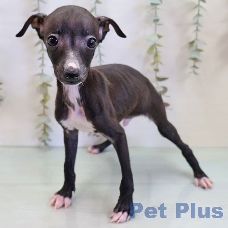 イタリアン・グレーハウンド