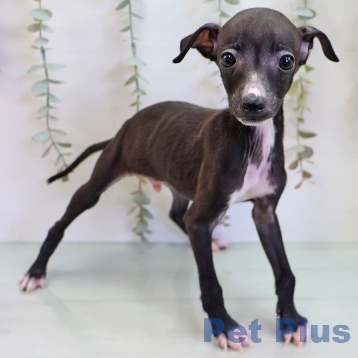 イタリアン・グレーハウンドの写真2