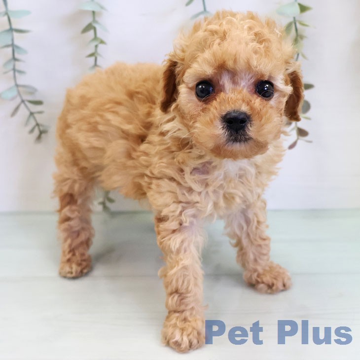 福岡県のトイプードル(トイ) (ペットプラス 八幡東店/2026年2月20日生まれ/男の子/アプリコット)の子犬の1枚目の画像