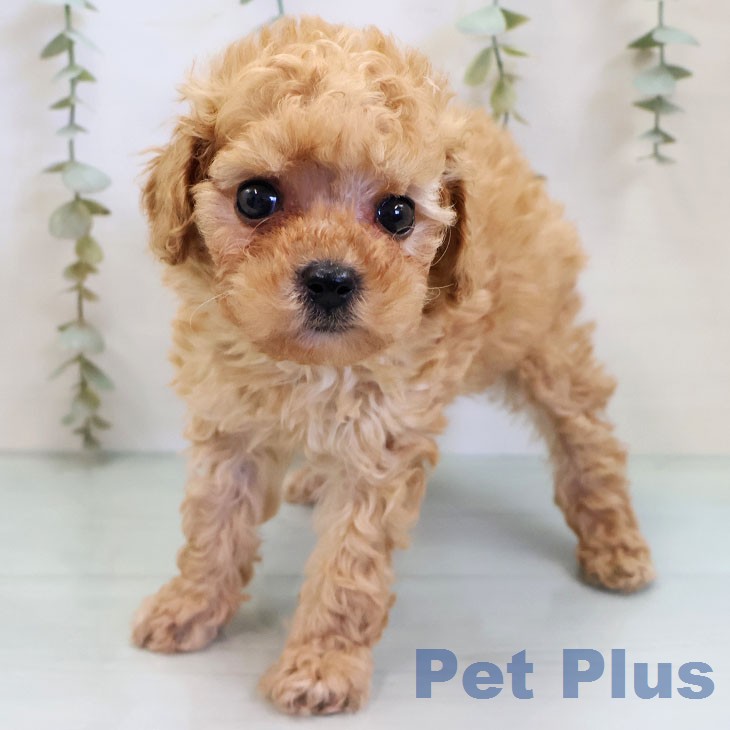 福岡県のトイプードル(トイ) (ペットプラス 八幡東店/2026年2月20日生まれ/男の子/アプリコット)の子犬の2枚目の画像