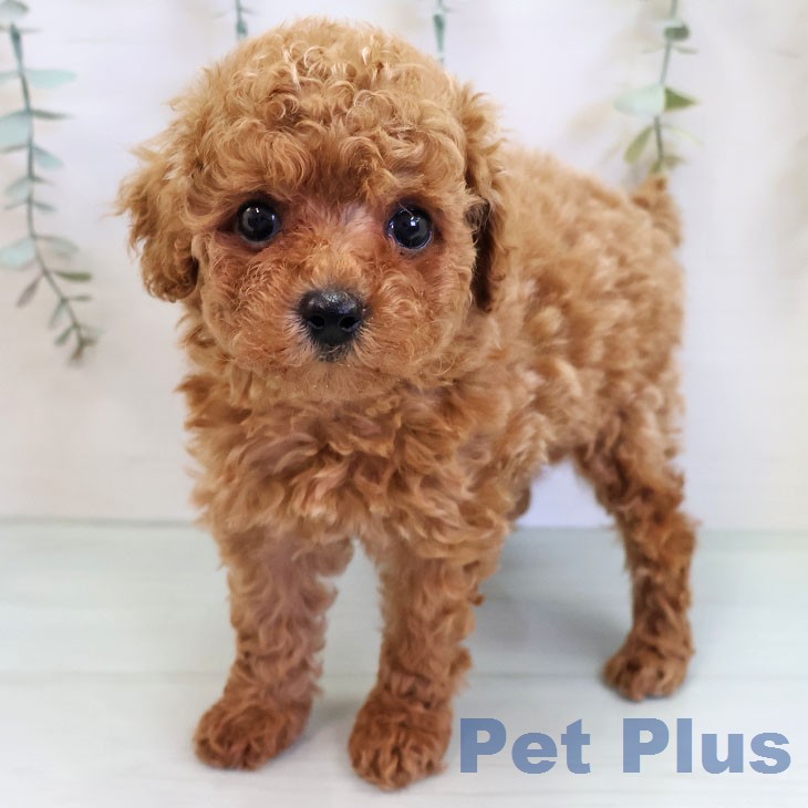 トイ・プードル