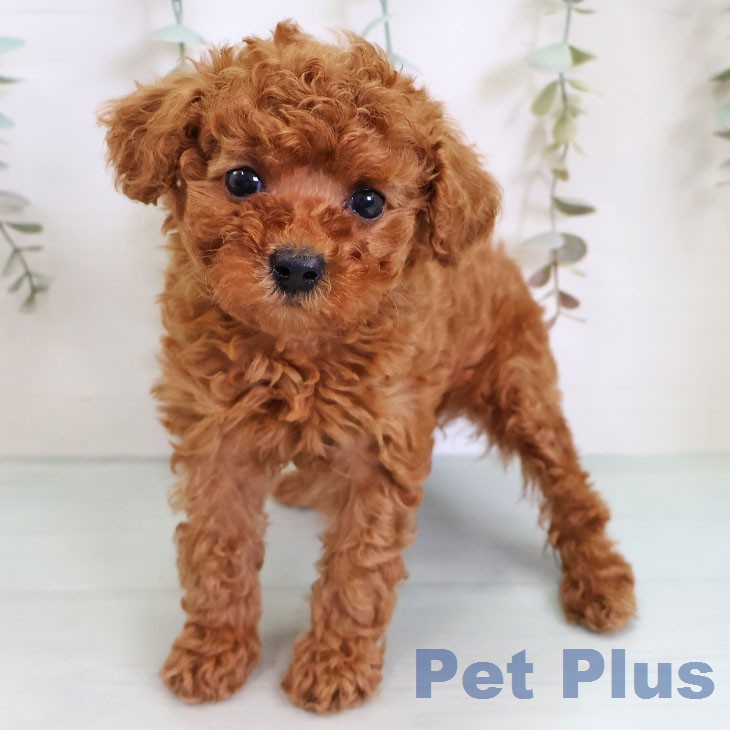 トイ・プードル