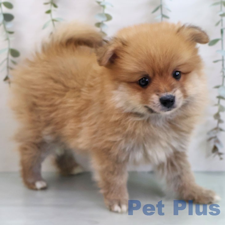 ポメラニアンの写真2